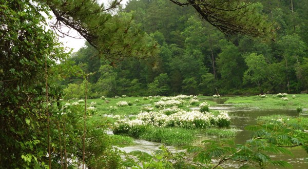 The Alabama Cahaba Lily Festival Will Have Thousands Of Cahaba Lilies In Bloom This Spring