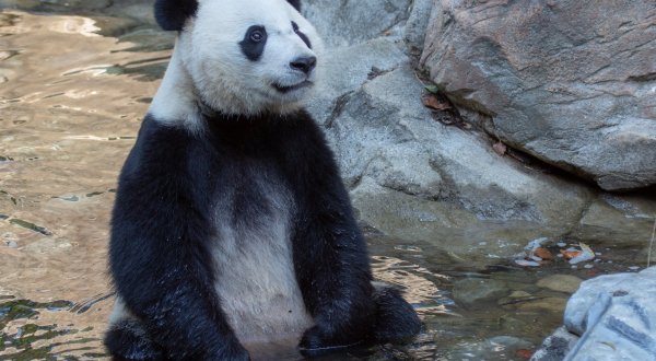 The Smithsonian National Zoo Near Virginia Is Offering Free Livestreams Of Lions, Elephants, And Giant Pandas
