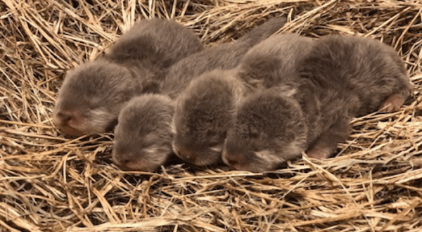 The Jacksonville Zoo Just Released The Most Adorable Video Of Newborn Otter Pups