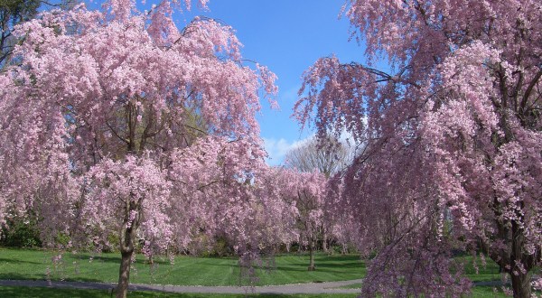 Take A Virtual Tour Through A Sea Of 425 Acres Of Flowers At The Scott Arboretum In Pennsylvania