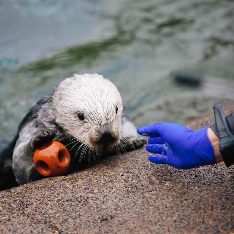 The Oregon Coast Aquarium Is Offering Free Livestreams Of Sharks, Otters, And More