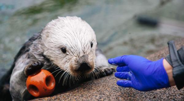 The Oregon Coast Aquarium Is Offering Free Livestreams Of Sharks, Otters, And More
