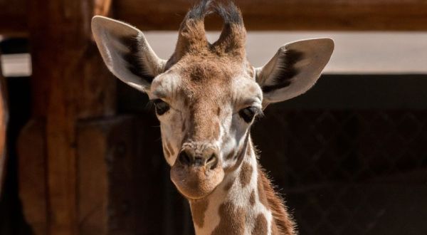 The Cheyenne Mountain Zoo In Colorado Is Offering Free Livestreams Of Giraffes