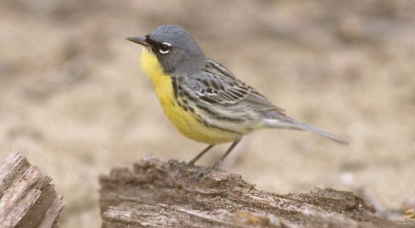 Thousands Of Adorable Jungle Songbirds Will Be Making Their Way Through Ohio In May
