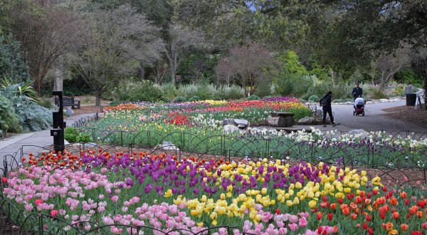 Take A Virtual Tour Through A Sea Of More Than 30,000 Tulips With Descanso Gardens In Southern California