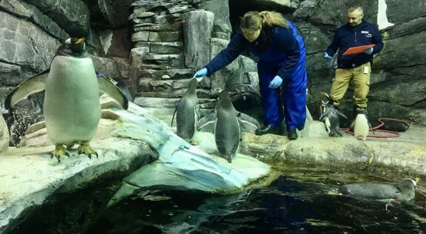 The Newport Aquarium In Kentucky Is Offering Free, Virtual Aquatic Adventures With Sharks, Penguins, And More