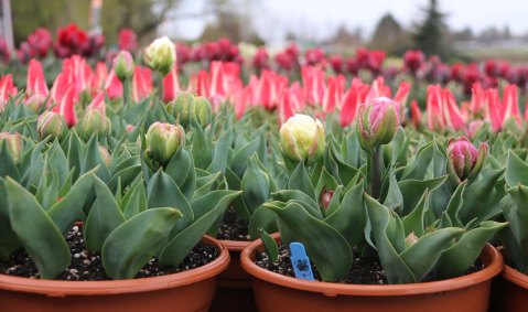 You Can Brighten A Senior's Day Thanks To Wooden Shoe Tulip Farm In Oregon