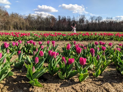 Explore A Drive Through Tulip Trail At Dalton Farms In New Jersey