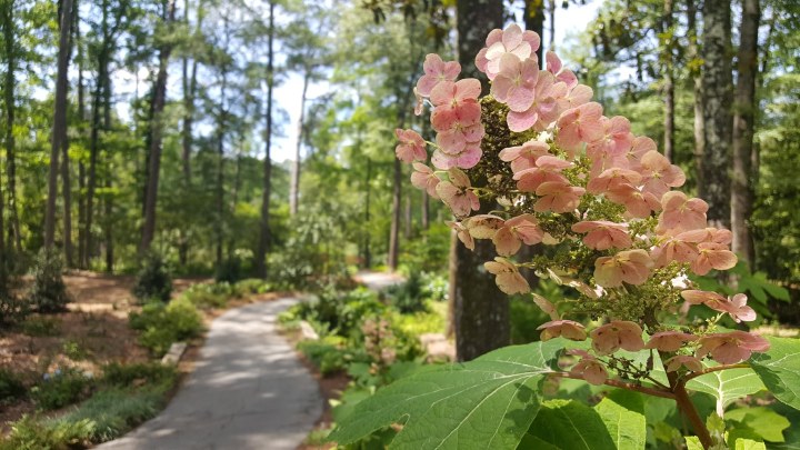 springtime in Georgia