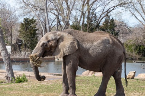 Go On A Virtual Zoo Visit And Watch Livestreams Of Animals With Kansas' Sedgwick County Zoo