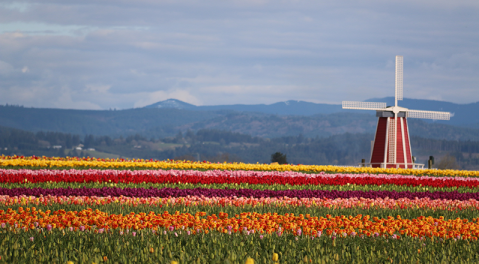 Take A Virtual Tour Through A Sea Of Over 40 Acres Of Tulips At The Wooden Shoe Tulip Farm In Oregon