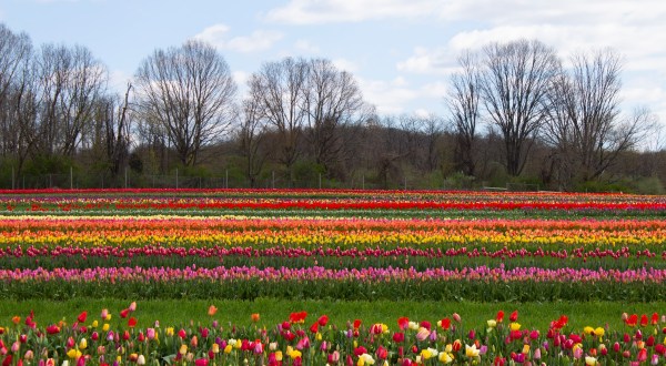 Take A Virtual Tour Through A Sea Of Over 1 Million Tulips At Holland Ridge Farms In New Jersey