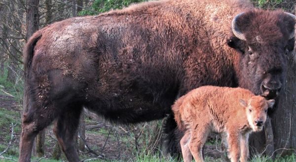 Take An Easy Hike In Kentucky To Admire A Herd Of Baby And Gigantic Bison