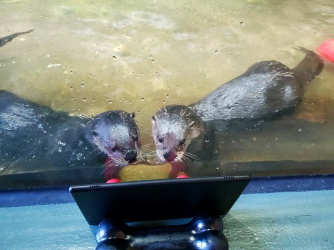 The National Mississippi River Museum In Iowa Is Offering Free Livestreams Of Playful Otters