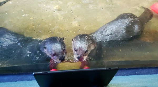 The National Mississippi River Museum In Iowa Is Offering Free Livestreams Of Playful Otters