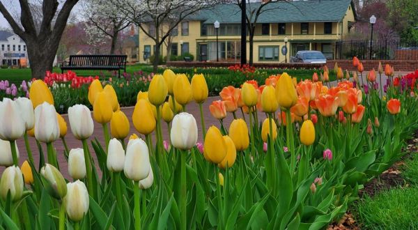 Take A Virtual Tour Through A Sea Of Over 300,000 Tulips In Pella, Iowa