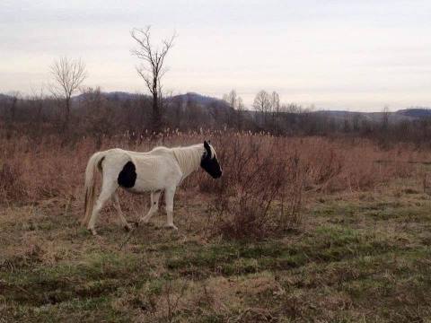 This Inspiring Non-Profit Saves Abandoned Horses That Roam West Virginia's Remote Coalfields