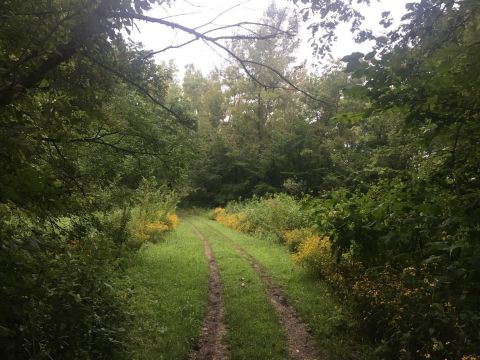 Take An Easy Out-And-Back Trail To Enter Another World At Salt Lick Trails Nature Preserve In Illinois