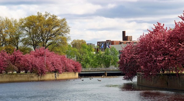 Connecticut’s Enchanting Cherry Blossom Trees Are A Welcome Sign Of Spring