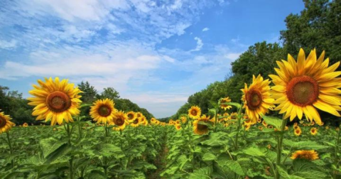 There's A Magical Sunflower Field Tucked Away In Beautiful Maryland