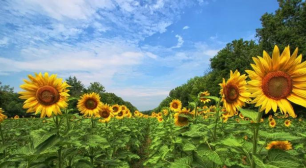 There’s A Magical Sunflower Field Tucked Away In Beautiful Maryland