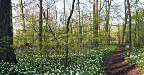 These 13 Hopeful Springtime Photos Of Michigan Will Brighten Your Day