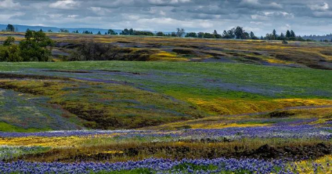 Table Mountain In Northern California Will Completely Transform When The Flowers Bloom This Spring