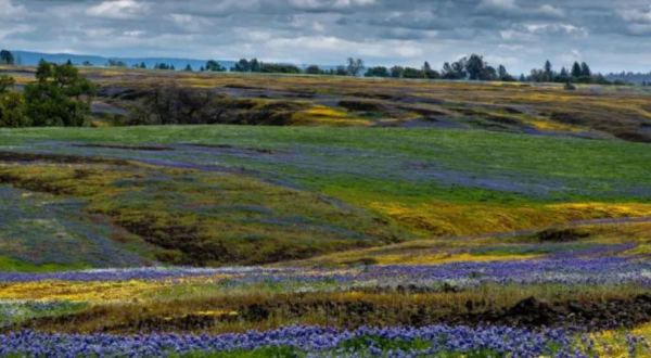 Table Mountain In Northern California Will Completely Transform When The Flowers Bloom This Spring
