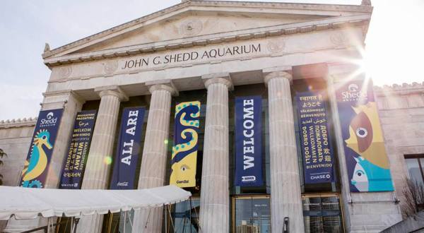 The Shedd Aquarium In Illinois Is Offering Free Livestreams Of Angelfish, Yellow Tangs, And More