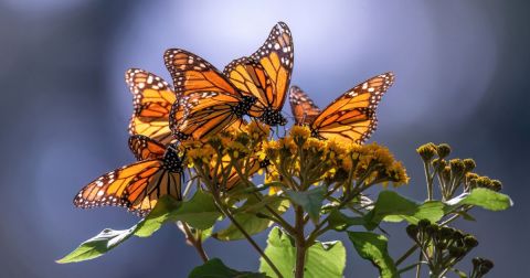 Millions Of Monarch Butterflies Are Headed Straight For New Hampshire This Spring