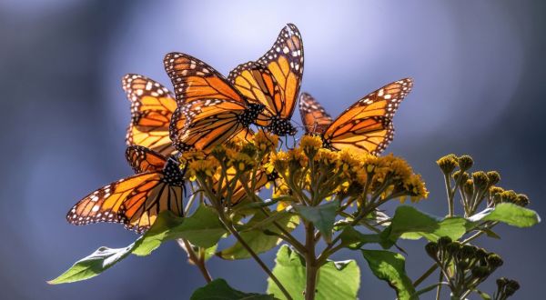 Millions Of Monarch Butterflies Are Headed Straight For New Hampshire This Spring