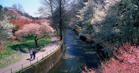 Cherry Blossoms In New Jersey: Take A Virtual Walk Through Branch Brook Park