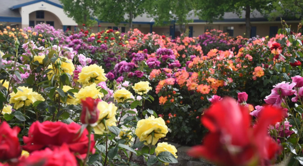 The World Peace Rose Garden In Northern California Features Over 150 Varieties Of Roses
