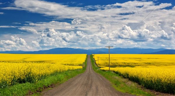 The Bright Yellow Fields Of Blooming Canola Are A Glorious Springtime Sight In Idaho