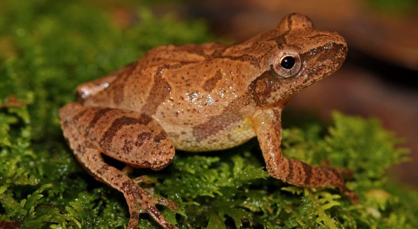 Thousands Of Singing Spring Peepers Are A Welcome Sound Of Normalcy Here In Indiana
