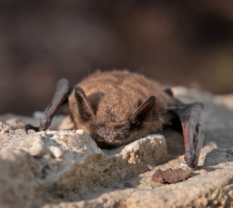 Thousands Of Bats Will Be Active In Alaska Once Again This Spring