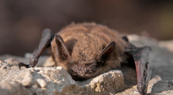 Thousands Of Bats Will Be Active In Alaska Once Again This Spring