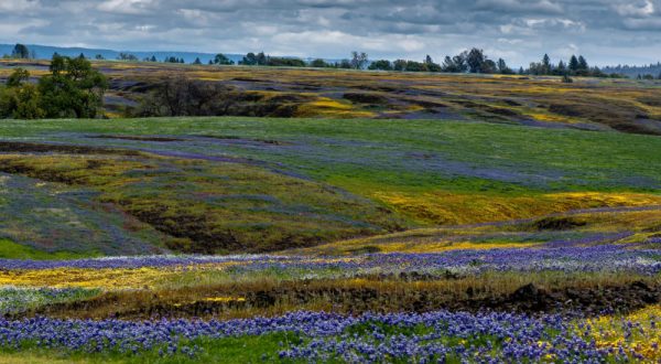 Table Mountain In Northern California Will Completely Transform When The Flowers Bloom This Spring