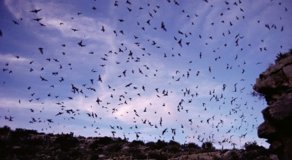 Watch Millions Of Bats Take To The Skies This Summer At The Selman Bat Watch In Oklahoma