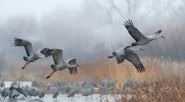 Watch The Nebraska Sandhill Crane Migration Right From Your Own Living Room