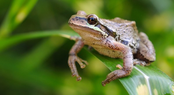 Thousands Of Singing Pacific Treefrogs Are A Welcome Sound Of Normalcy Here In Oregon