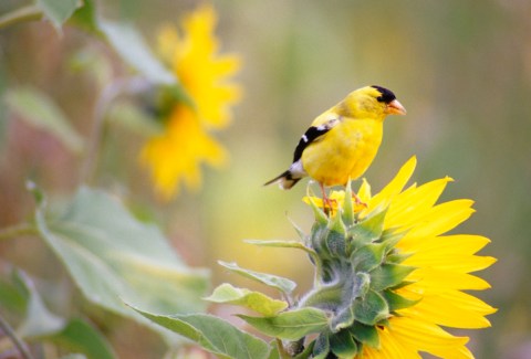 Watch Out For These 9 Birds That'll Be Appearing Again In Oregon Backyards During Spring