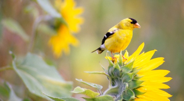 Watch Out For These 9 Birds That’ll Be Appearing Again In Oregon Backyards During Spring