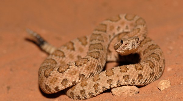 Watch Your Step, More Rattlesnakes Are Emerging From Their Dens Around Utah