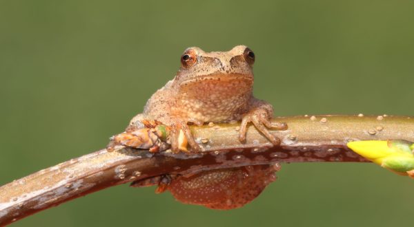 Thousands Of Singing Spring Peepers Are A Welcome Sound Of Normalcy Here In Oklahoma