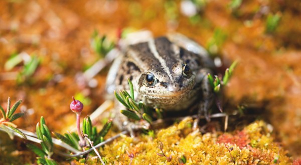 The Wood Frog’s Quack Signals The Start Of Spring In Alaska