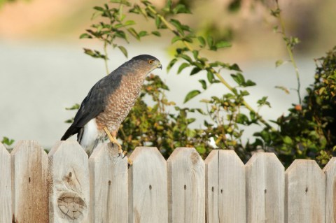 Keep A Lookout For These 11 Birds In Utah Backyards This Spring