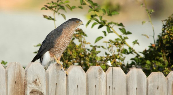Keep A Lookout For These 11 Birds In Utah Backyards This Spring