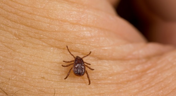 Experts Predict That The Tick Population In Oklahoma Will Be Extremely High This Year