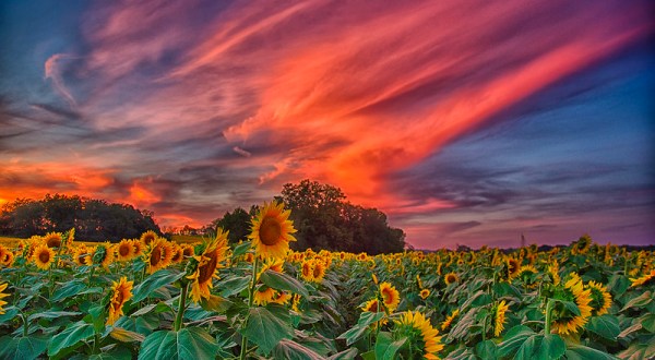 11 Peaceful Sunset Scenes Taken Throughout Kansas You Could Stare At Forever